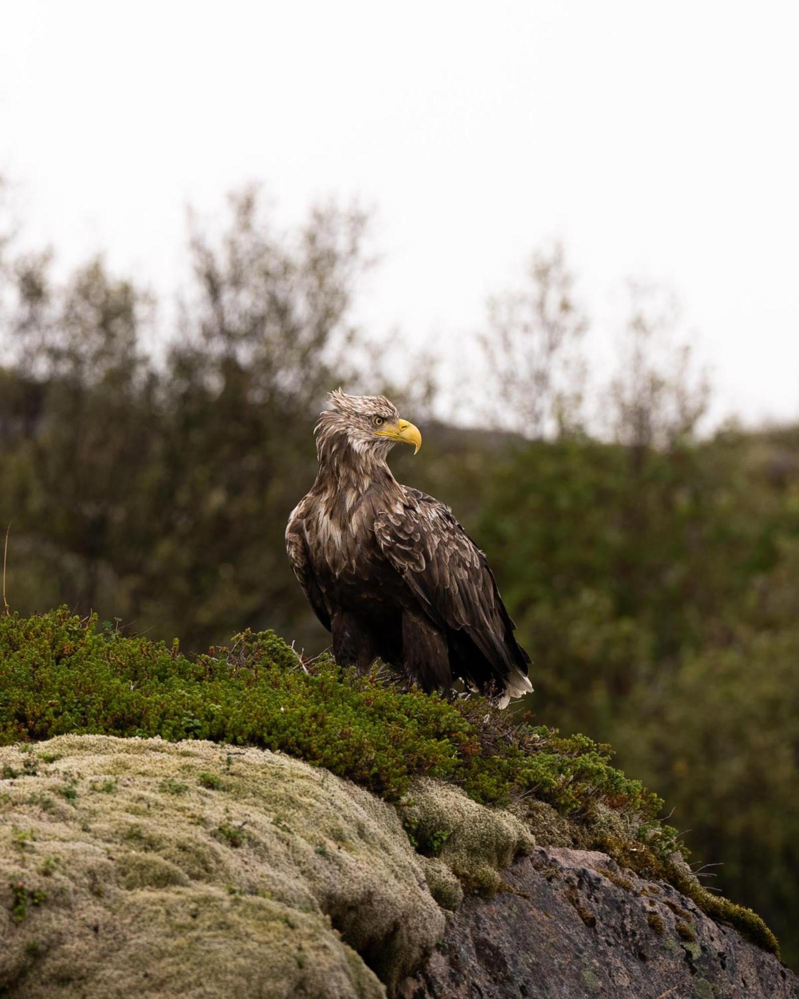 Gulbrakka Basecamp Hotel Glomfjord Eksteriør billede